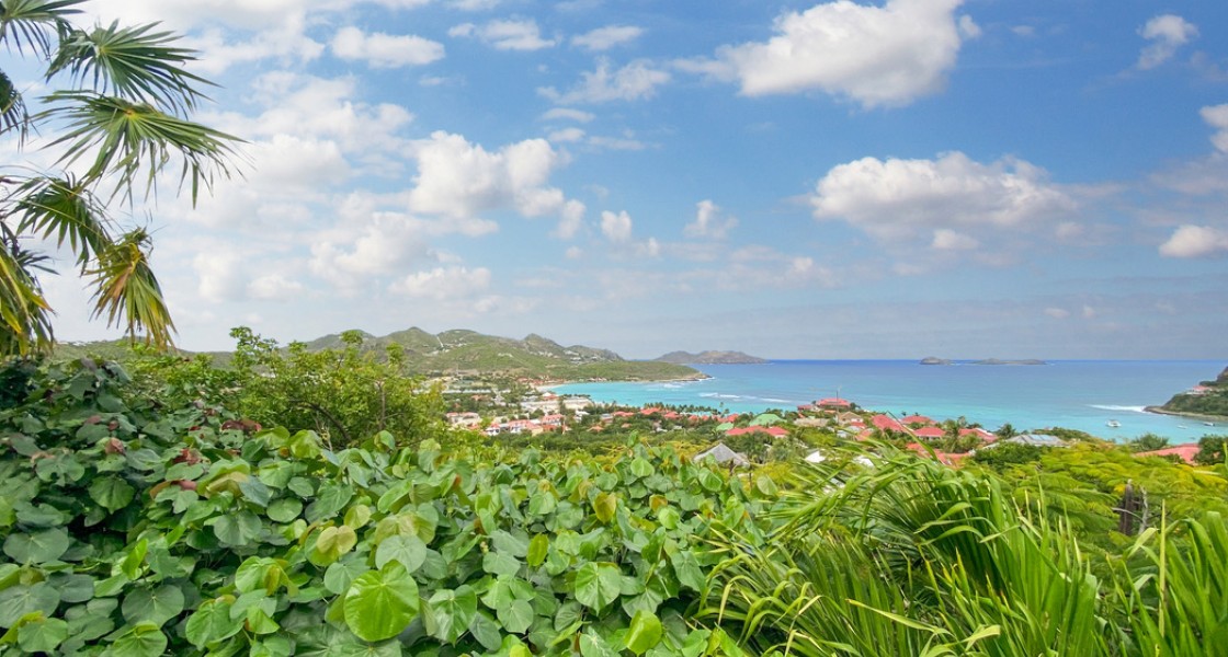 Anolis - Photo 27